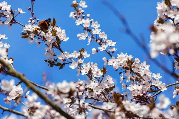 Fleur de cerisier de printemps — Photo