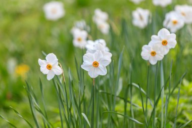 İlkbahar gün ışığında üzerinde güzel nergis