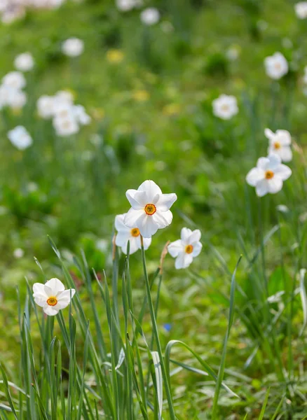 Vackra påskliljor på sunshine på våren — Stockfoto