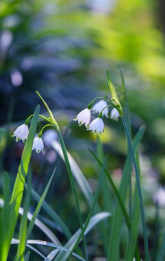 kardelen bahar çiçekleri.