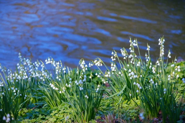 Snödroppe vårblommor. — Stockfoto