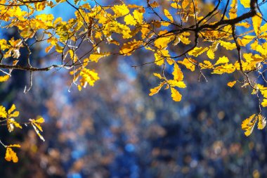 sonbahar Peyzaj Park. 