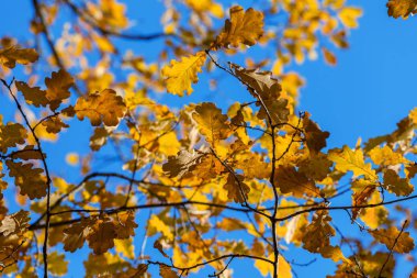 sonbahar Peyzaj Park. 
