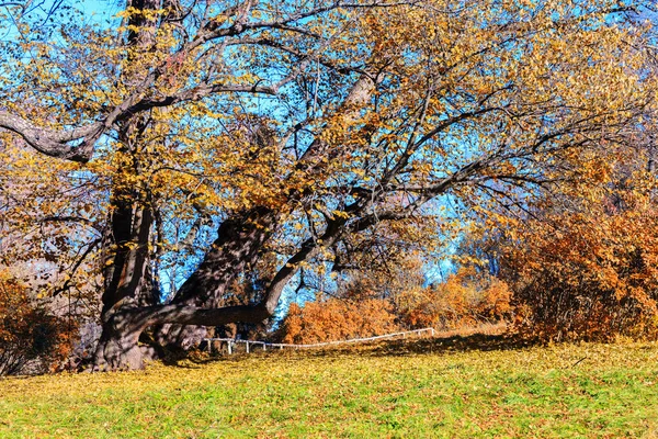 Paisaje otoñal en Pavlovsk —  Fotos de Stock