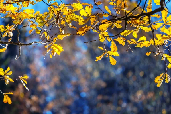 sonbahar Peyzaj Park. 