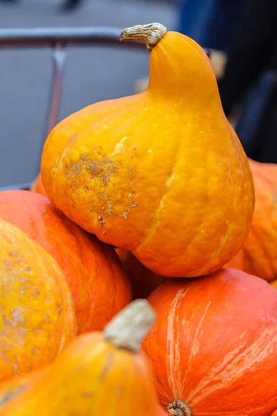 Pumpor och kalebasser — Stockfoto