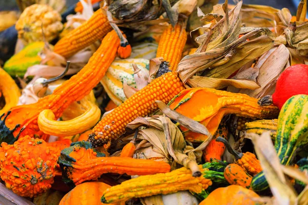 Kleurrijke maïs oren en pompoenen — Stockfoto