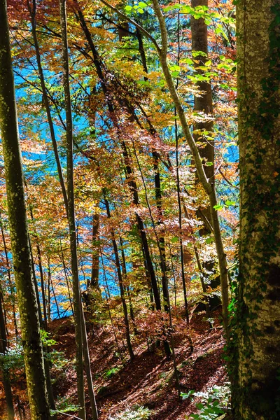 Floresta de outono na Alemanha — Fotografia de Stock