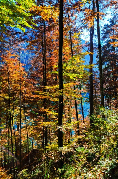 Floresta de outono na Alemanha — Fotografia de Stock