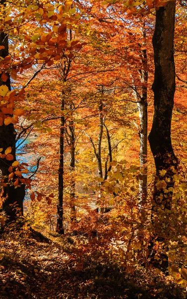 Bosque de otoño en Alemania — Foto de Stock