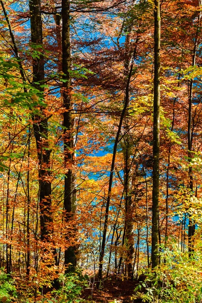 ドイツの秋の森 — ストック写真