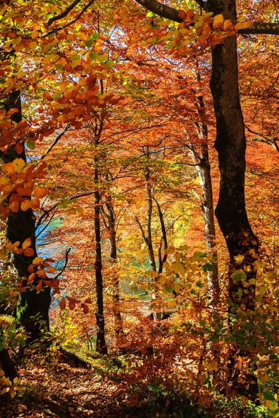 Floresta de outono na Alemanha — Fotografia de Stock