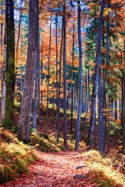 Almanya 'da sonbahar ormanı