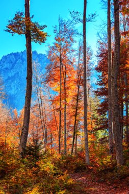 Almanya 'da sonbahar ormanı
