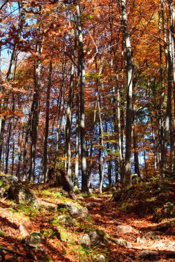 Almanya 'da sonbahar ormanı