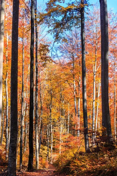 Floresta de outono na Alemanha — Fotografia de Stock