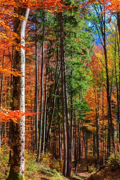 Осенний лес в Германии — стоковое фото