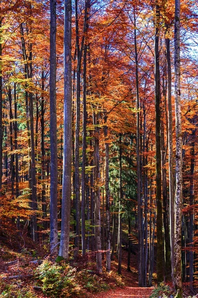 ドイツの秋の森 — ストック写真