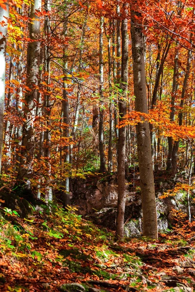 Höstskog i Tyskland — Stockfoto