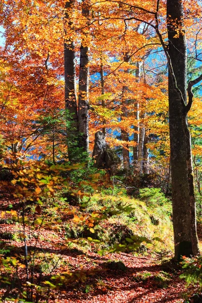 Floresta de outono na Alemanha — Fotografia de Stock