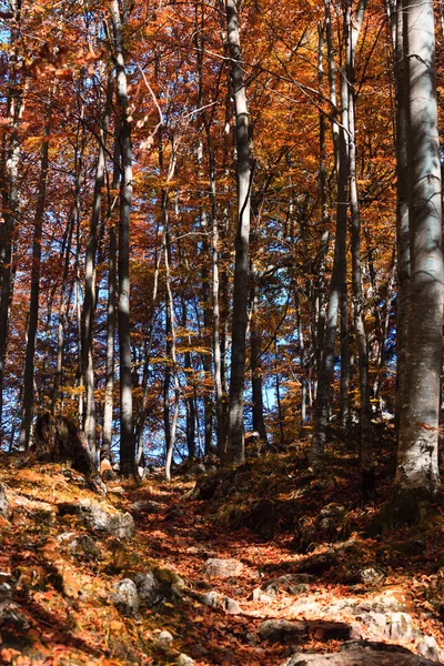 Floresta de outono na Alemanha — Fotografia de Stock