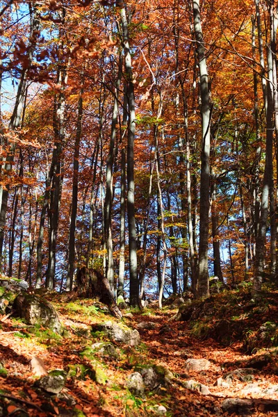 Floresta de outono na Alemanha — Fotografia de Stock