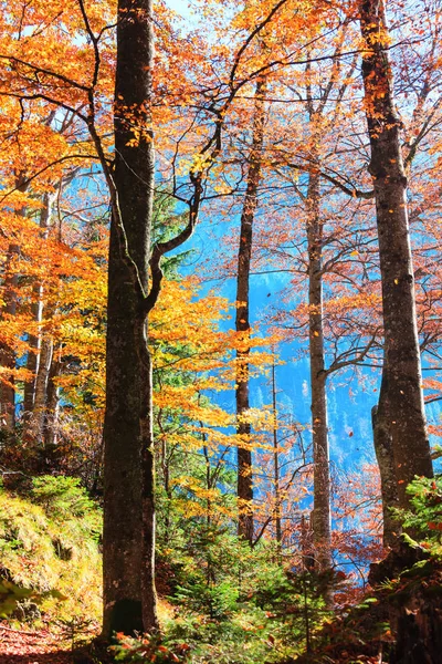 Bosque de otoño en Alemania —  Fotos de Stock