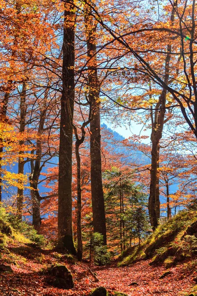 Floresta de outono na Alemanha — Fotografia de Stock