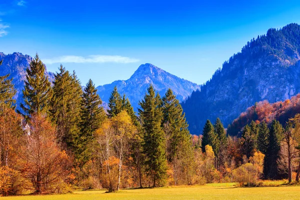 Høstskogen – stockfoto