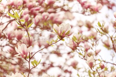 Manolya ağacı çiçeği