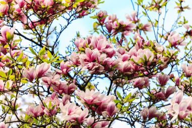 Manolya ağacı çiçeği