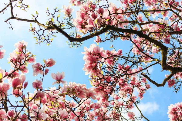 Magnolia tree blossom — Stock Photo, Image