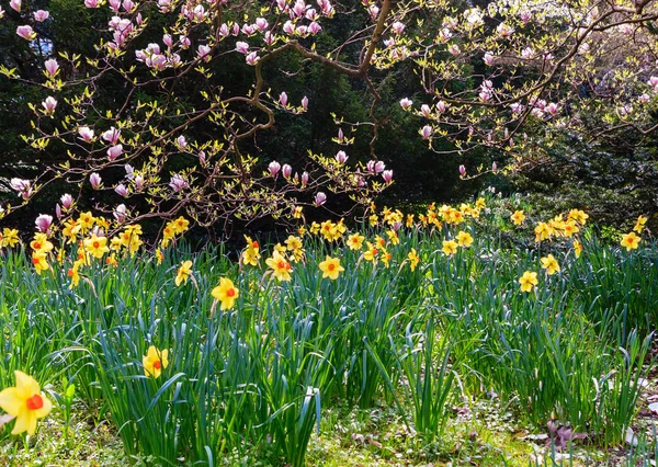 Un campo di narcisi gialli — Foto Stock