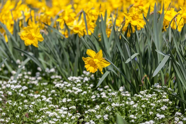 Ett fält av gula påskliljor — Stockfoto