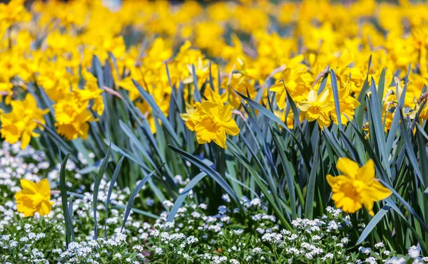Bidang daffodils kuning — Stok Foto