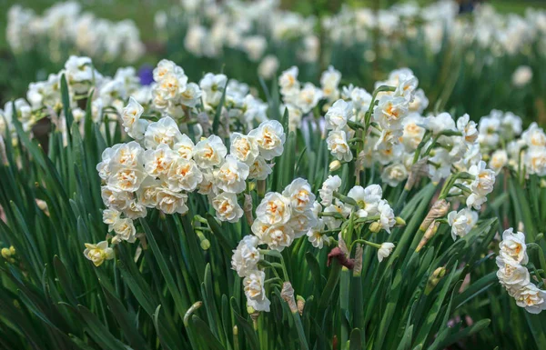 Contesto con la corona nuziale di narciso — Foto Stock