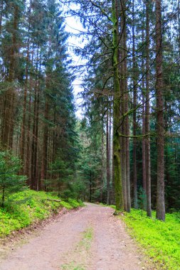 Bahar Odenwald orman