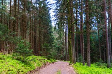 Bahar Odenwald orman