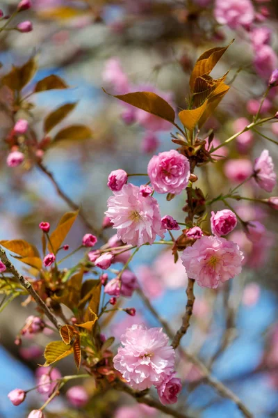 Arbre sakura en fleurs — Photo