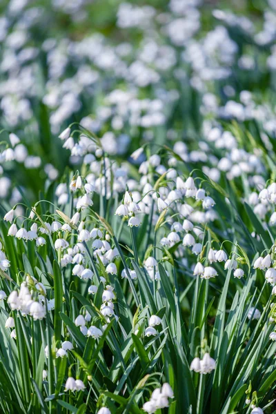 Snödroppe vårblommor. — Stockfoto