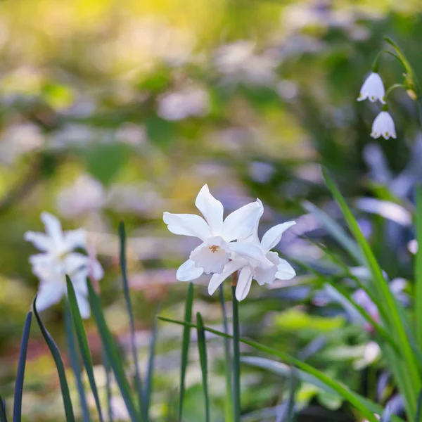 Splendidi narcisi sul sole in primavera — Foto Stock