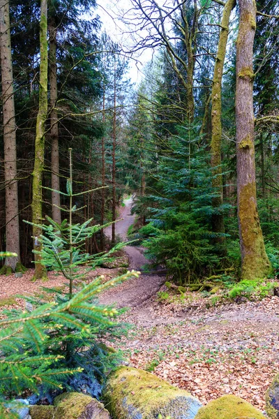 Floresta de Odenwald na primavera — Fotografia de Stock