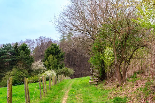 Odenwald forest at spring — Stock Photo, Image