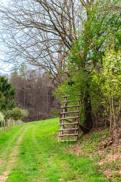 Odenwald bos op voorjaar — Stockfoto