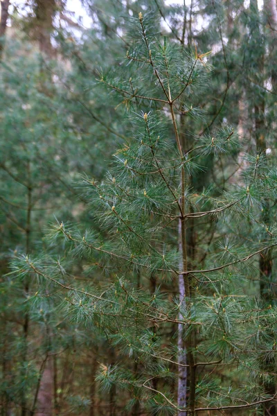 Floresta de Odenwald na primavera — Fotografia de Stock