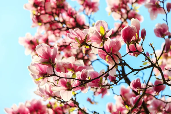 Magnolia tree blossom — Stock Photo, Image