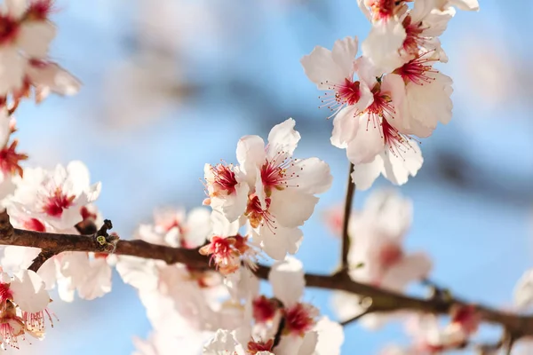 Amandier en fleurs — Photo