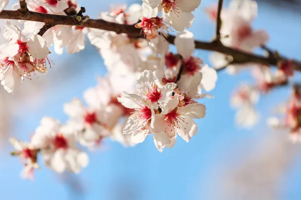 Kvetoucí mandloň strom — Stock fotografie