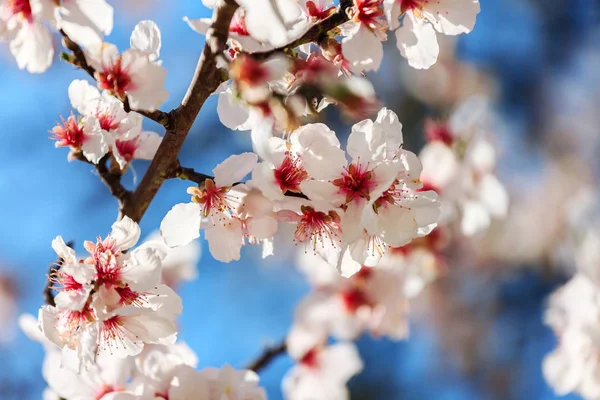 Almendro en flor — Foto de Stock