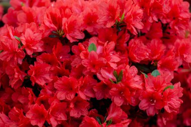 güzel kırmızı açelya çiçek